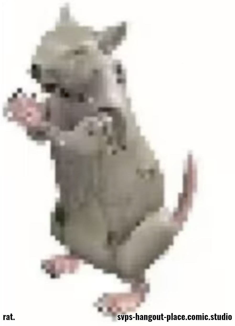 rat.